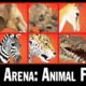 Safari Arena: Animal Fighter #1 - Tiger, Elephant | Eftsei Gaming