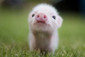 Top 15 Cutest Baby Animals