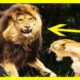 Wild Animal Fights To The Death-Extreme Animal Fights Caught on Tape