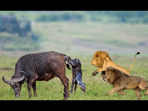 Wild Animals Fights | Male Lion vs Buffalo, Video African Animals