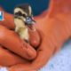 Wildlife Rescue Experts Save Animals with Dawn