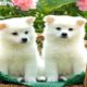 World's Cutest Puppies Photos Collection - Very Cute Puppy Dogs