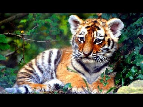 50 Cute Baby Wild Animals