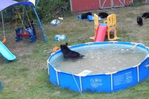 A bear family takes a dip in our pool - Part III