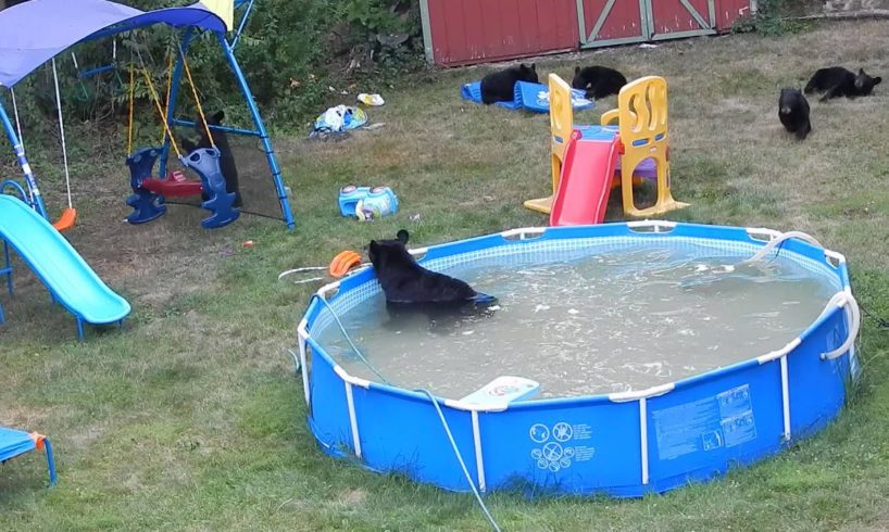 A bear family takes a dip in our pool - Part III