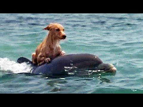 Amazing Animal Rescues