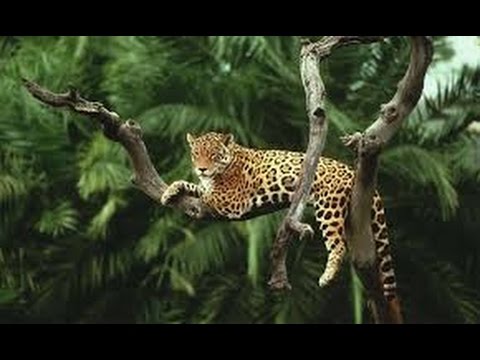 Amazon rainforest animals - Discover the animals in the Amazon Forest