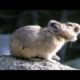 American Pikas Calling Out ~ Cute Animals in Nature