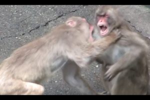 Animal Fight : Monkeys Fight