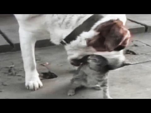 Animal Fighting FUNNY VIDEO Compilations