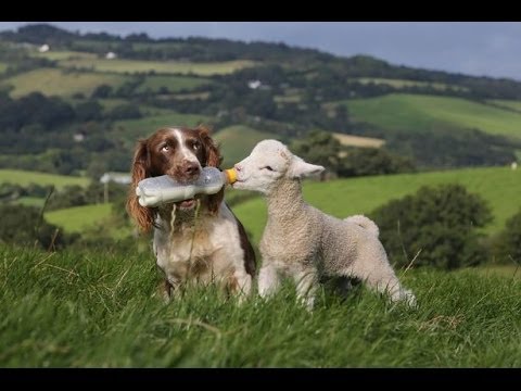 Animals And Their Amazing Best Friends