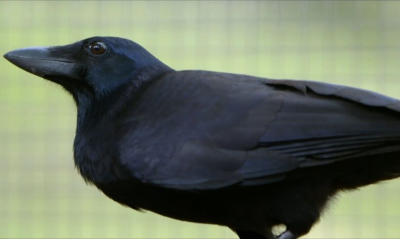 Are Crows the Ultimate Problem Solvers? | Inside the Animal Mind | BBC Earth