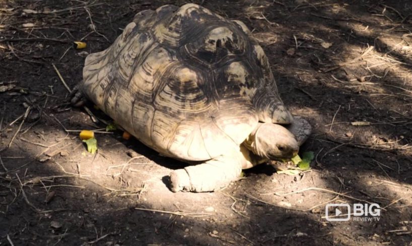 Austin Zoo for Animal Shelter, Animal Rescue and Animal Sanctuary