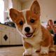 Baby Corgi Puppies who are too Cute to be Real