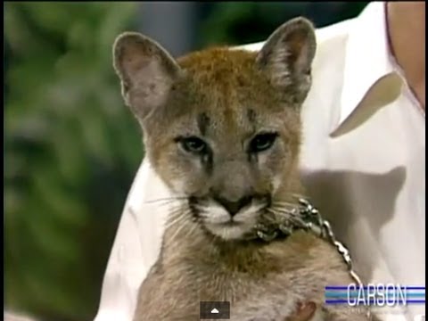 Baby Mountain Lion Stares Down Johnny Carson, Apr 1986, Part 3