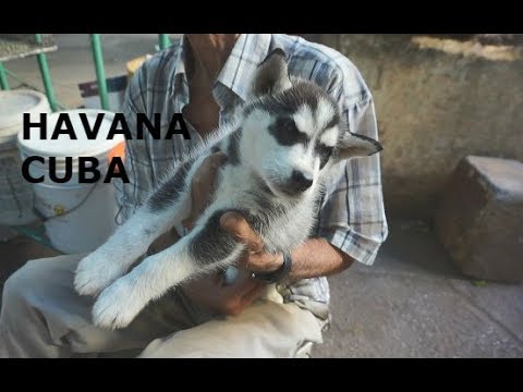 CUBA: Cute PUPPIES for sale in OLD HAVANA (LA HABANA VIEJA)