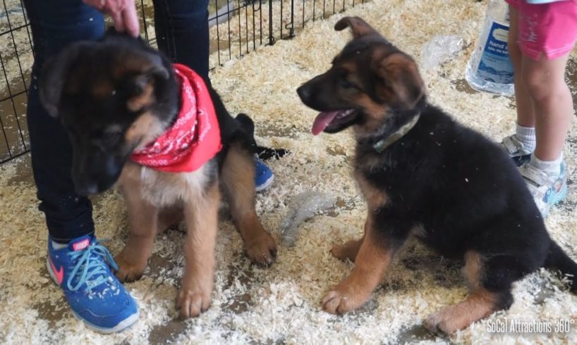 Cute Puppies Playing Around - German Shepherd Puppies - Pet Expo