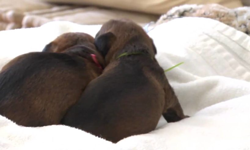 Cute Puppies Waking Up