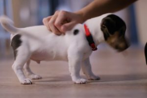 Cute Puppies! - You Gotta See This Adorable Little Puppy