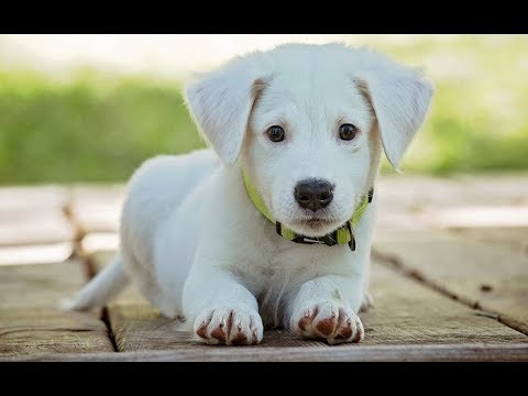 Cute Puppy Barking Sound Effect – Cute Puppies Barking Compilation ...