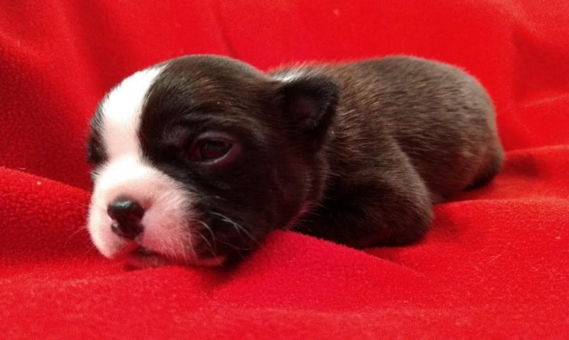 Cutest Boston Terrier Puppies Compilation!