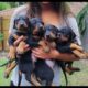 Doberman Puppies: Birth to 8 weeks old