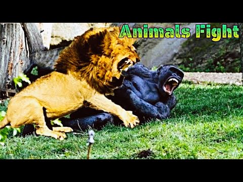 EXTREME CRAZY ANIMAL FIGHTS Part #1 | CRAZIEST Animal Fights Caught On Camera