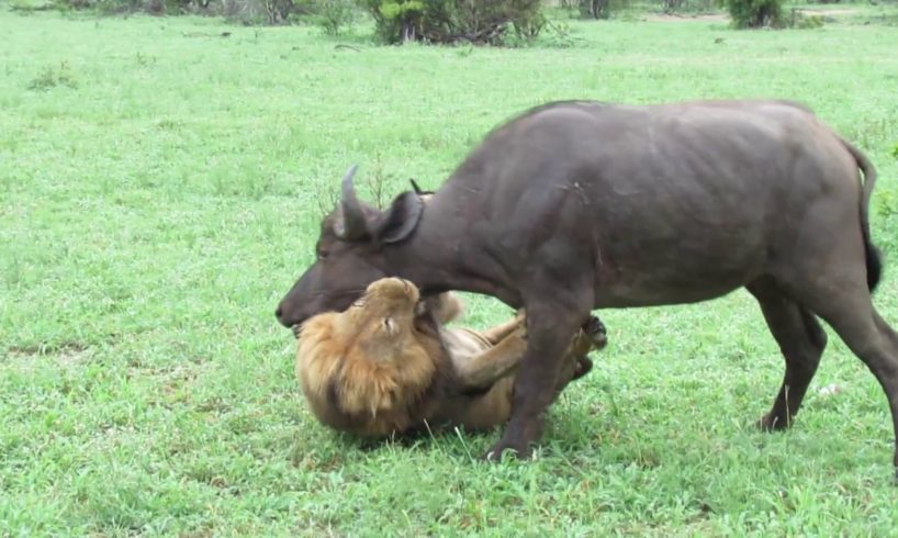 EXTREMELY RARE!!! Fearless Male Lion attacks Buffalo Herd, ALONE!!!