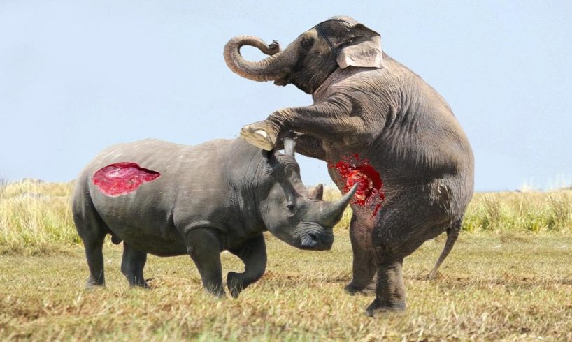 Elephant vs Rhino Real Fight - Animal World - Animals Fight