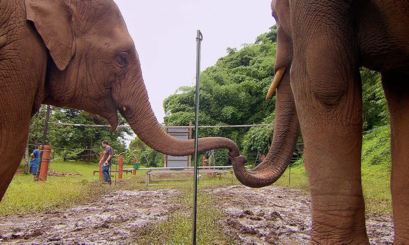 Elephants Learn To Work Together | Super Smart Animals | BBC Earth