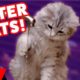 Funniest Cats Hate Water Videos Compilation December 2016 | Kyoot Animals