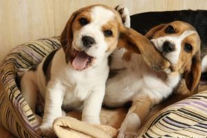 Funny And Cute Beagle Puppies Compilation #1 - Cutest Beagle Puppy