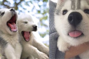 Funny And Cute Husky Puppies Compilation #37