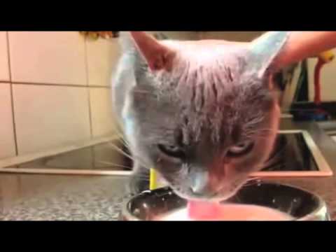 Funny animals pranks funny animals bbc