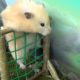 Hamster takes on the Military Obstacle Course!