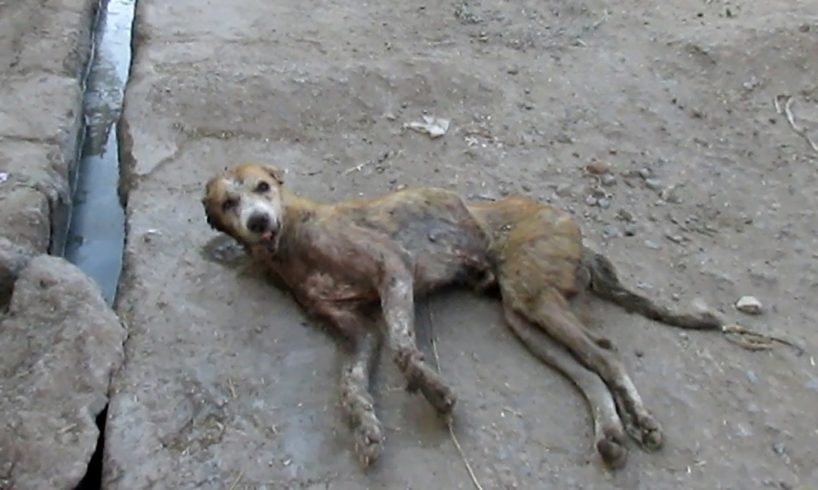 Hopeless wounded dog dying on side of street rescued