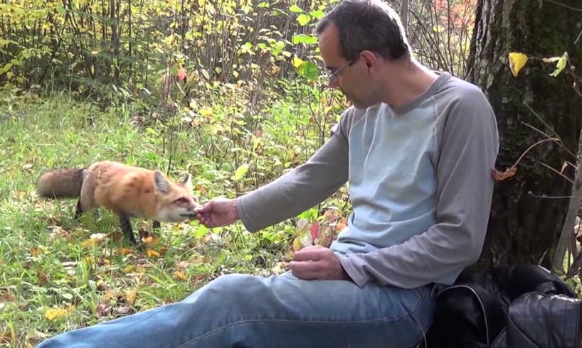 How to feed a wild fox