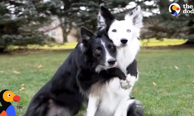 Hugging Rescue Dogs Get Cutest New Brother | The Dodo