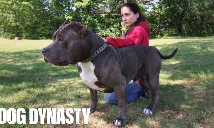 Hulk’s Son Kobe Is The Pit Bull Of The Future | DOG DYNASTY