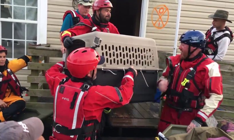 Hurricane Harvey: Animal Rescue Team rescues animals from flooding in Beaumont, TX