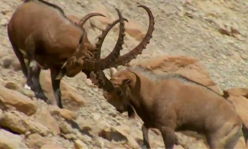 Ibex Fight for Mating Rituals | Wild Arabia | BBC Earth