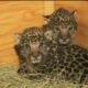 If you love baby animals, you must watch these jaguar cubs!