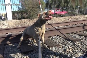 Injured Shar-Pei lives on the railroad tracks; rescuing her turned to be dangerous!