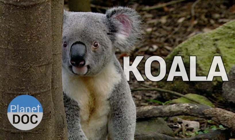 Koala Facts | Wild Animals - Planet Doc Full Documentaries