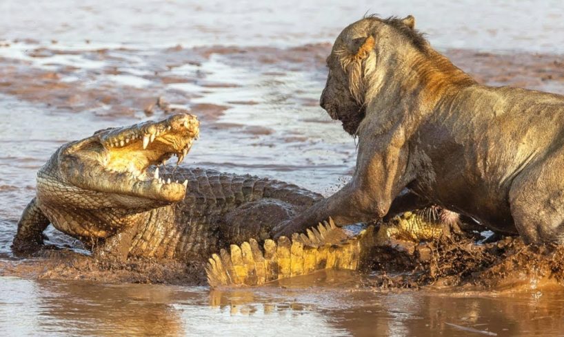 Lion Vs Crocodile Real Fight - Who Is Winner?