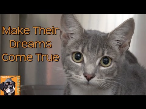 Make Their Dreams Come True:  Adopt a Pet from a Shelter Near You!