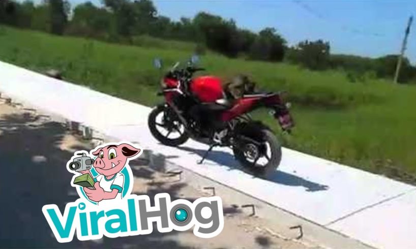 Man VS Monkey || ViralHog