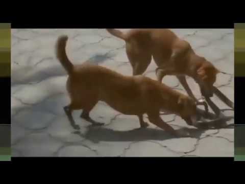 Most Amazing Wild Animal Attacks Dog vs Snake  - Craziest Animal Fights