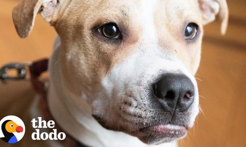 Pit Bull Puppy Keeps Waiting For A Family To Love Her | The Dodo