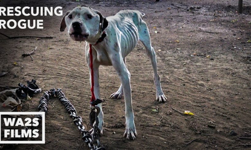 Pit Bull Starved on Heavy Chain Rescued by Pit Crew! Rescuing Rogue - Hope For Dogs | My DoDo